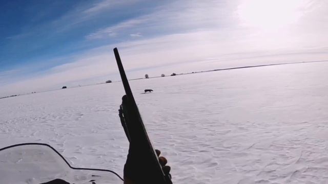 Охота на лис на снегоходе! Регулирование численности лис в охотхозяйстве. смотреть онлайн
