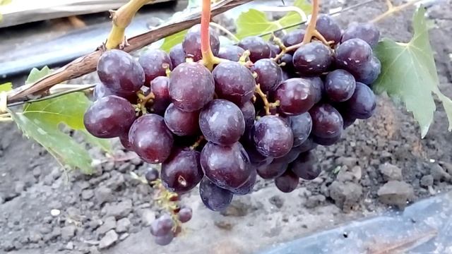 Виноград Подарок Несветая - 2018 год смотреть онлайн