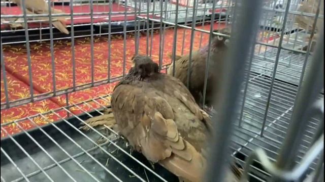 Выставка клуб 