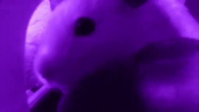 Игры моего хомяка смотреть онлайн