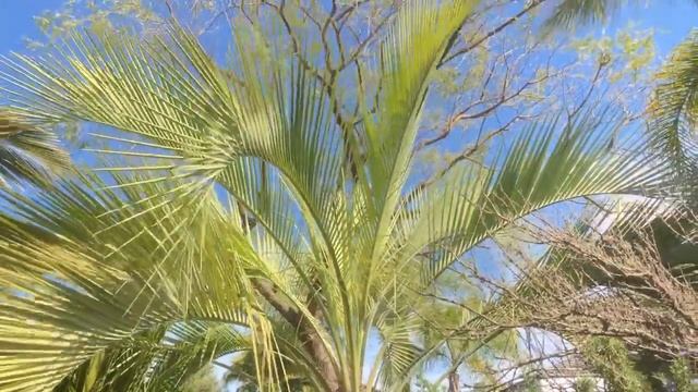 Butia capitata, The Jelly Palm aka The Pindo Palm смотреть онлайн