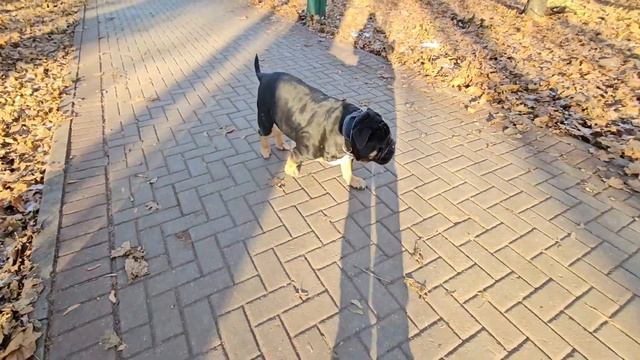 Ноябрьский морозный день в тёплой компании французского бульдога Марселя, олд бульдога Гэри