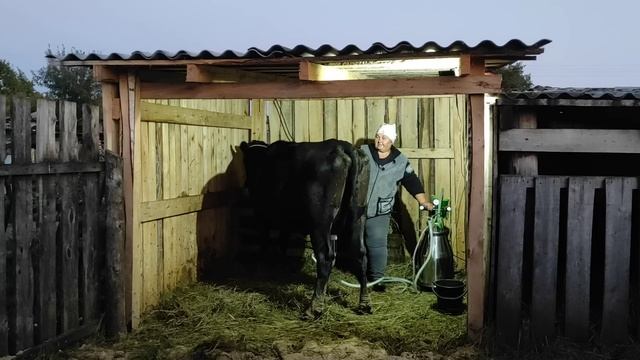 Дойка коровы ? только в радость ? Про жизнь в деревне смотреть онлайн
