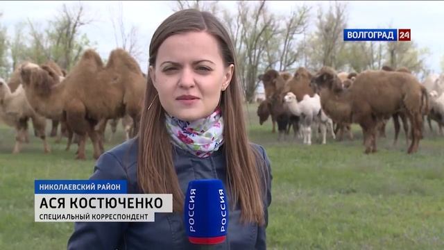 Отел верблюдов смотреть онлайн