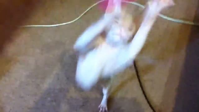 sphynx, sphinx, cat, сфинкс, сфинксы, кот, кошки Shynx smart and toxic mouse смотреть онлайн