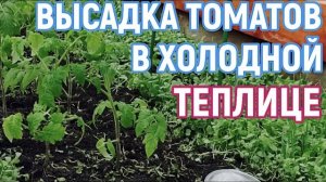 Высаживаю томаты в неотапливаемую  теплицу! Два саженца в лунку!