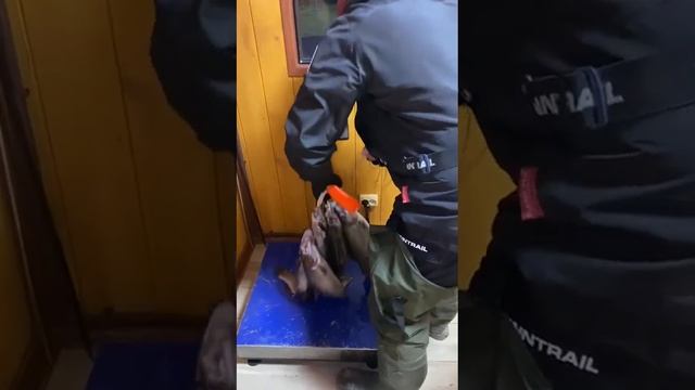 Улов сегодняшнего дня нашего постоянного посетителя.РК «Чайка». смотреть онлайн