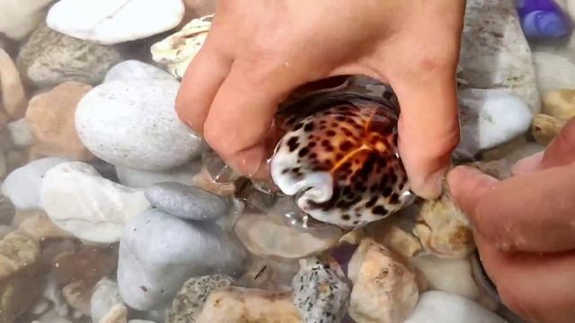 Blue Pearl! This variety of Phoenix pearl shells produces high quality pearls смотреть онлайн