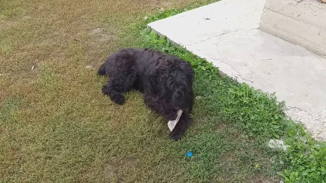 Учим с собакой команду "Отдай. Дрессировка собак. смотреть онлайн