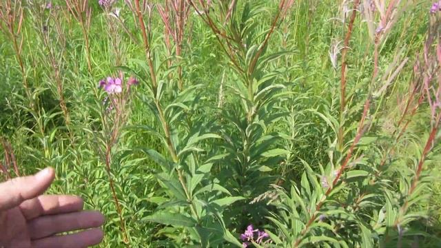 Нужно ли рвать цветы иван-чая? смотреть онлайн