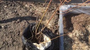 ??Траншейный Способ Посадки Голубики Садовой