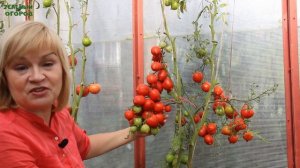 ЮБИЛЕЙНЫЙ ТАРАСЕНКО! ОБЗОР СОРТОВ ТОМАТОВ! Советы от ЗЕЛЕНОГО ОГОРОДА!