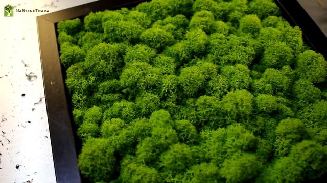 ЧТО ТАКОЕ СТАБИЛИЗИРОВАННЫЙ МОХ? смотреть онлайн