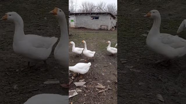 Гуси. кто гусак? и кто густыня? смотреть онлайн