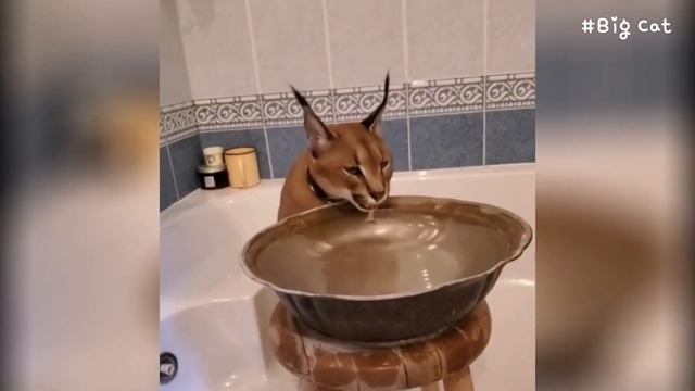 Caracal Adolf & Serval Myxa are Drinking Water : Sogga & Floppa смотреть онлайн
