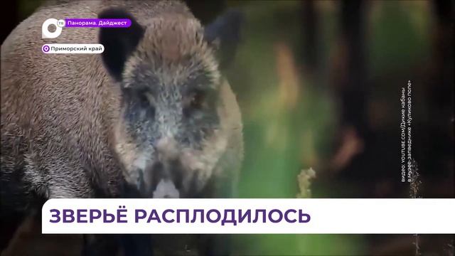 В Приморье выросло число охотничьих видов животных смотреть онлайн