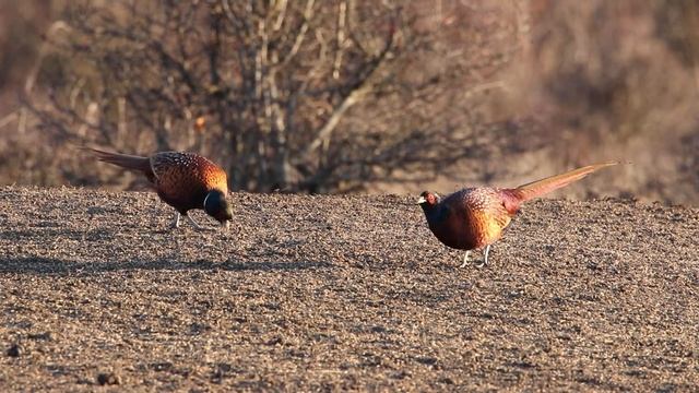 Как кормятся фазаны смотреть онлайн