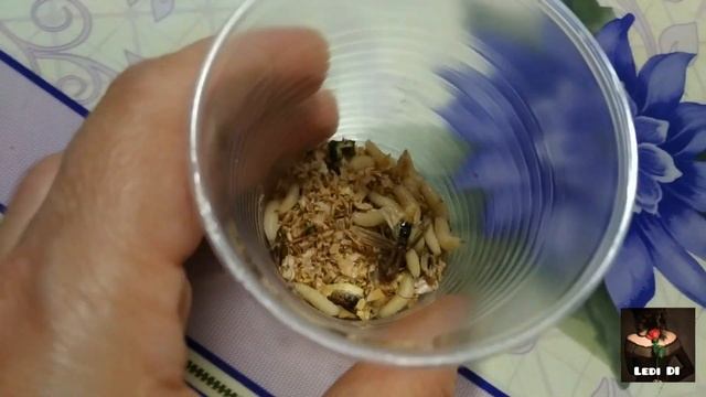 КАК Я ВЫКАРМЛИВАЛА ПТЕНЦА СТРИЖА смотреть онлайн