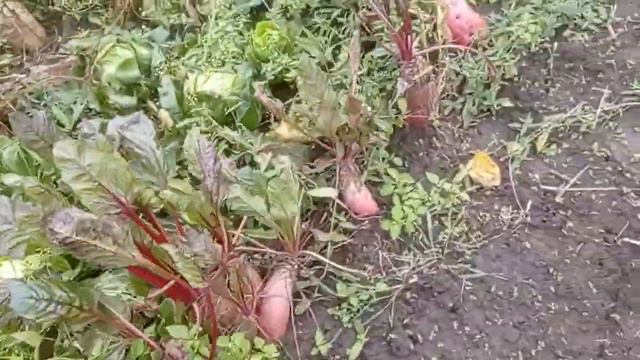 Почав рвати кормовий буряк смотреть онлайн