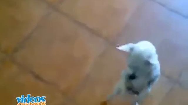 Chihuahua bailando flamenco смотреть онлайн