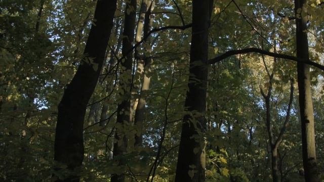 Листья смотреть онлайн