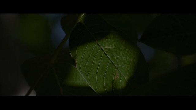 Sony A7 IV Cinematic Footage 4k