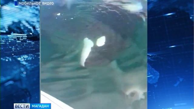 Косатки всё чаще приближаются к рыбацким лодкам смотреть онлайн