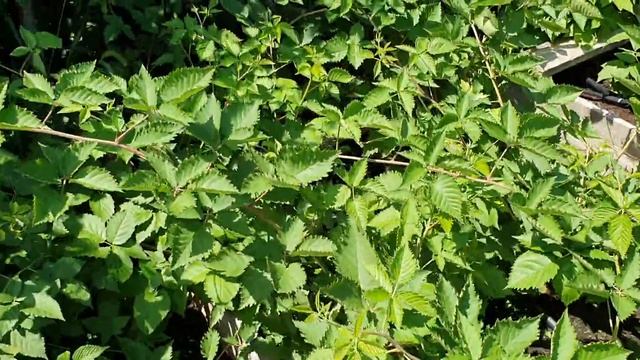 Ежевика инвитро через 3 месяца. смотреть онлайн