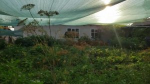 Завершение эпопеи с разведением червей для рыбалки на улице