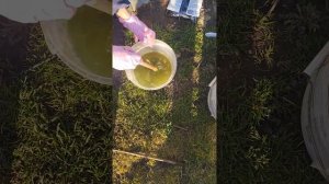 Лечебная болтушка для коры деревьев.