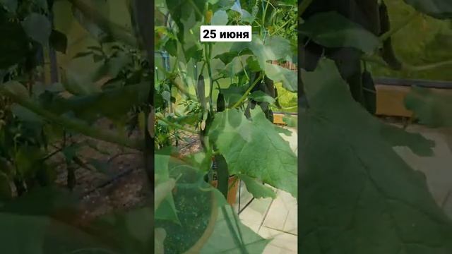 Огурец партенокарпический Шоша F1 смотреть онлайн