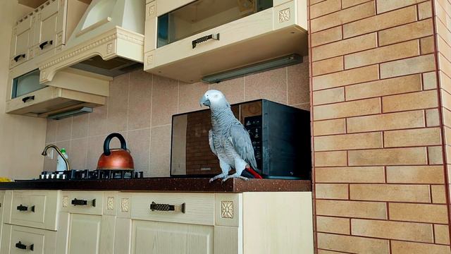 КАК ПЕТРУНЯ БУДИТ СВОИХ ХОЗЯЕВ🤗ЖАКО ПЕТРУНЯ смотреть онлайн