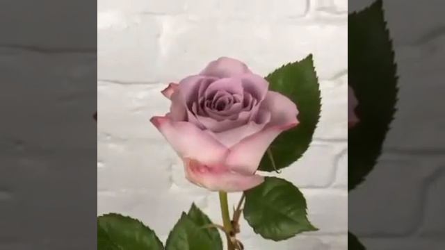 Lilac Rose Fresh & Bright