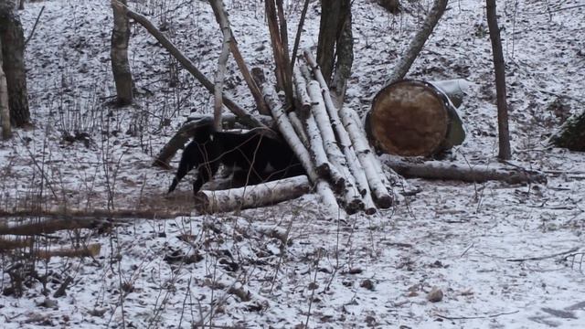 Вита. Испытание по барсуку. смотреть онлайн