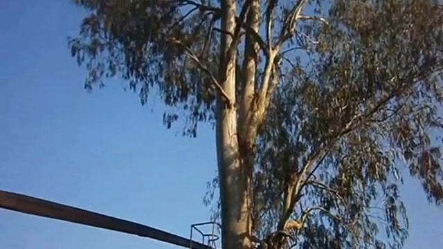 Эвкалиптовый веник для бани.wmv смотреть онлайн