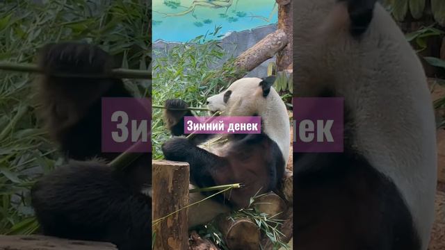 Панда 23 февраля 2023 г. в Москве смотреть онлайн