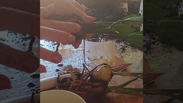 Режим клубень замиокулькаса.  Размножение клубнем.