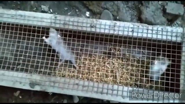 Супер крысоловка❗Кота выгнать из дома❗Мужу премия ❗ смотреть онлайн