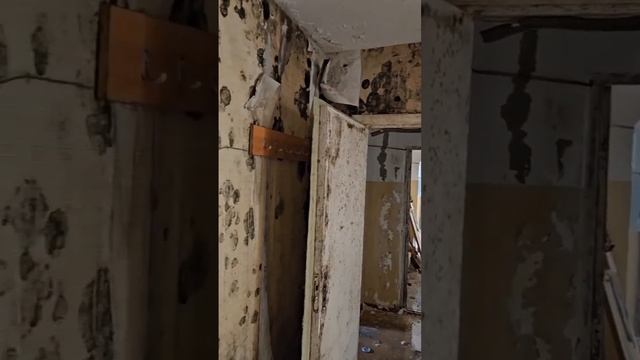 Устранение плесени в промышленных объемах. ПроСушка РФ смотреть онлайн