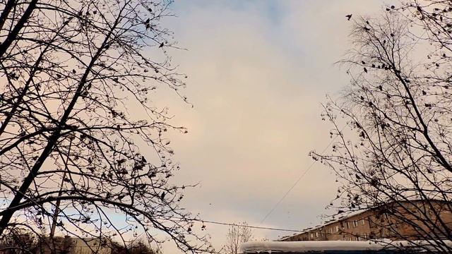 Птички прилетели, всю рябину съели) смотреть онлайн