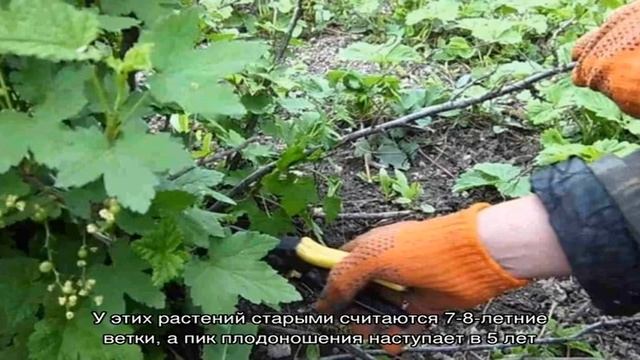 Как правильно проводить обрезку смородины летом и для чего она необходима смотреть онлайн
