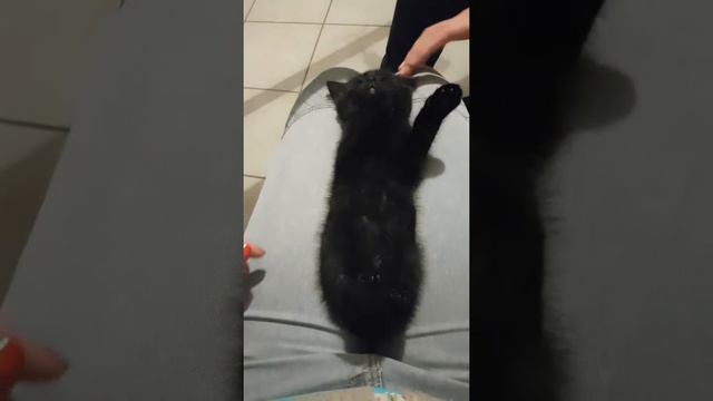 Котенок спит. Очень ну очень крепкий сон. Sweet Kitty. Il Sonno Profondo Del Grattino