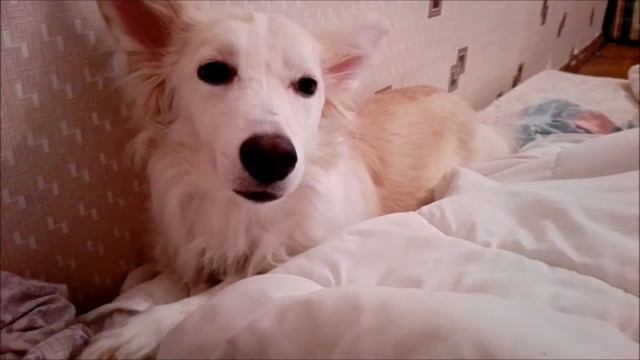 Собака учится петь / Новая команда / Sing dog смотреть онлайн