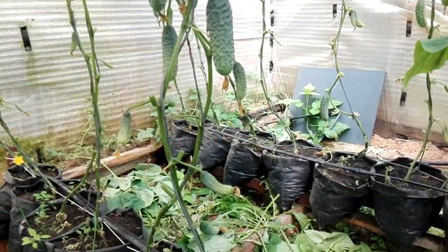 Как я выращиваю огурцы в закрытом грунте