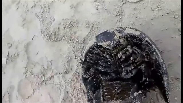 Страшные обитатели Атлантического океана. Брайтон Бич смотреть онлайн