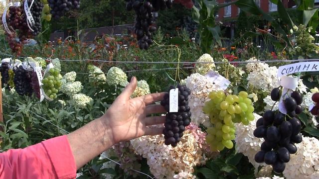 5-я клубная выставка винограда в Аптекарском огороде МГУ 7 сентября 2019 г. Виноград Черкасовой Юли смотреть онлайн