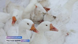 «Праздник гусиного пера»: съемочная группа делится секретами приготовления запечённой птицы