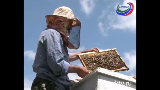 Последний житель Гамсутля