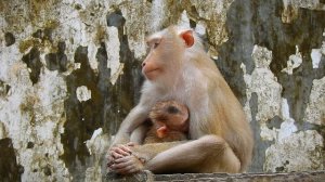 OhGod...! Pitty baby Leo ... What Happened to baby Leo? Please RB He_lp Leo | Tree Monkeys EP 213