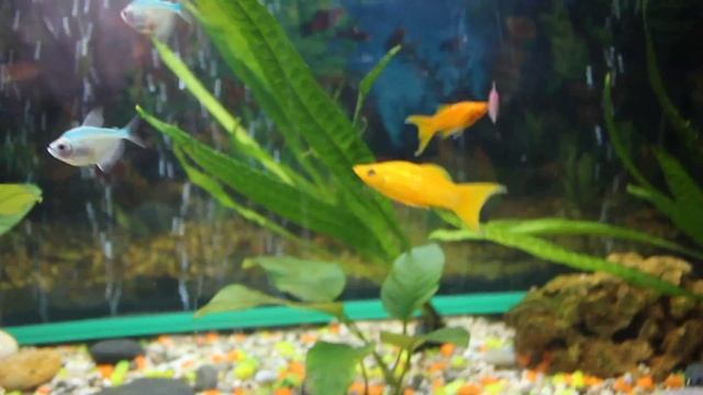 аквариум с мускусными черепахами смотреть онлайн